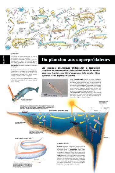 Exposition Océan Du plancton aux super prédateurs