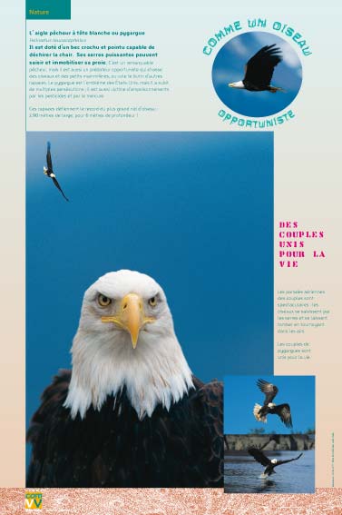 Exposition sur les oiseaux - Opportuniste - Aigle pêcheur
