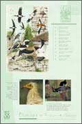 Exposition Oiseaux de France