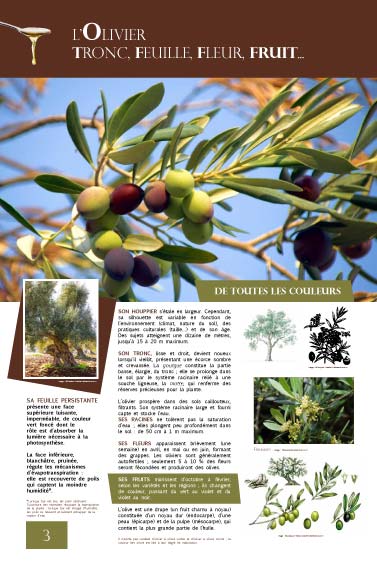 L’olivier tronc, feuille, fleur, fruit