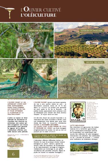 L’olivier cultivé l’oléiculture