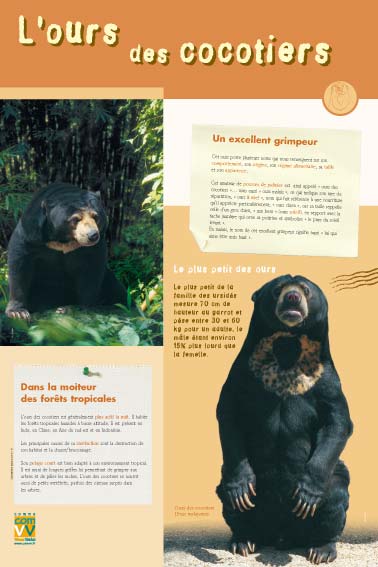 L'ours des cocotiers