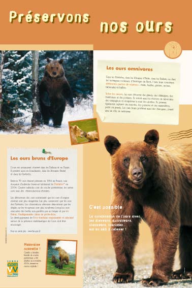 L'ours brun