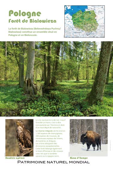 Pologne - Forêt de Bialowieza