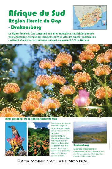 Afrique du Sud - Région florale du Cap - Drakensberg