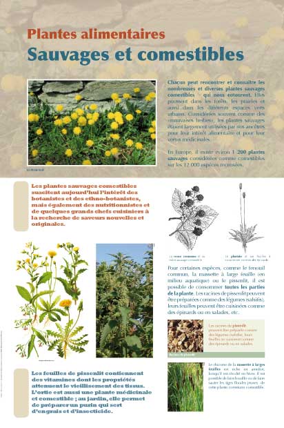 Exposition plantes sauvages et comestibles