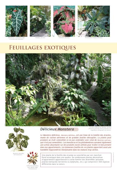 Feuillages exotiques