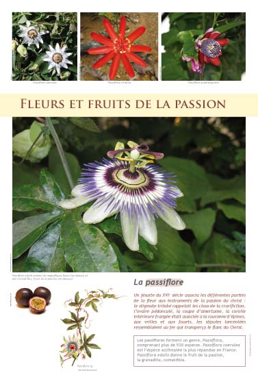 exposition cultureFleurs et fruits de la passionlle