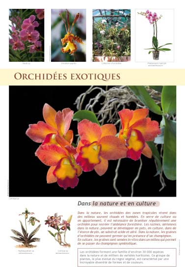 Orchidées exotiques