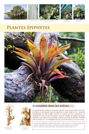 Plantes mystérieuses