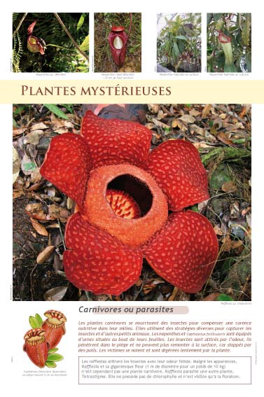 Plantes mystérieuses