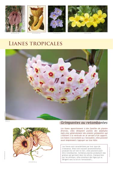 Lianes tropicales