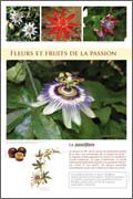 Fleurs et fruits de la passion