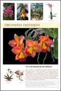 Orchidées exotiques