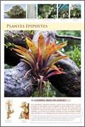 Plantes épiphytes
