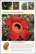 Plantes mystérieuses raflésia