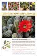 Cactées et plantes succulentes