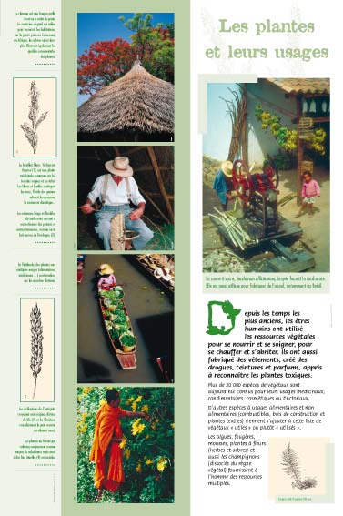 Exposition Les plantes et leurs usages 