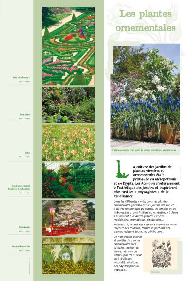 Les plantes ornementales