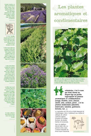 Les plantes aromatiques et condimentaires