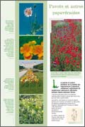 Pavots et autres papavéracées