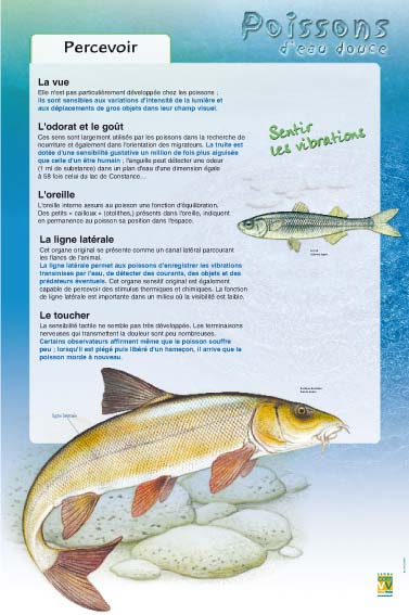 poissons Percevoir