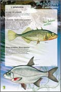 L'anatomie d'un poisson