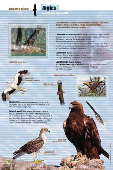 Exposition  Rapaces de France et d’Europe - Oiseaux diurnes