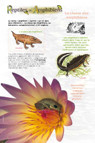 Exposition reptiles et amphibiens La classe des Amphibiens