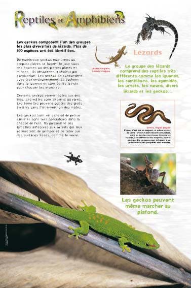 Reptiles - Lézards