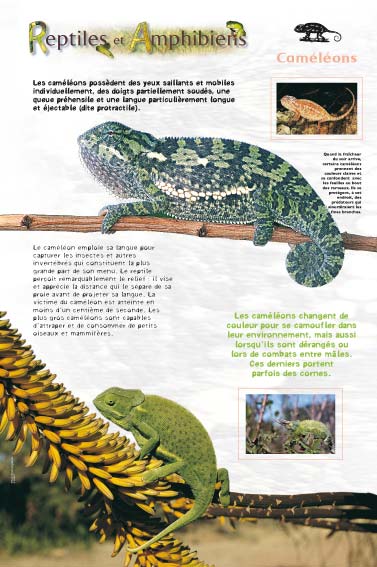 Reptiles - Caméléons