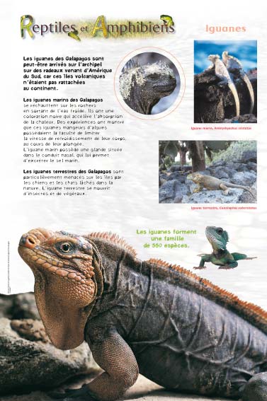 Reptiles - Iguanes