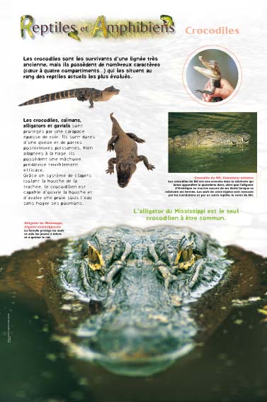 Reptiles - Crocodiles