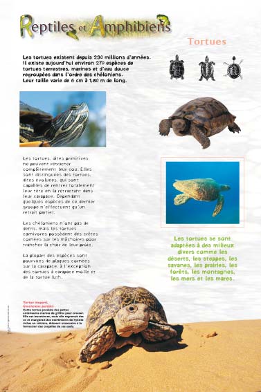 Reptiles - Tortues