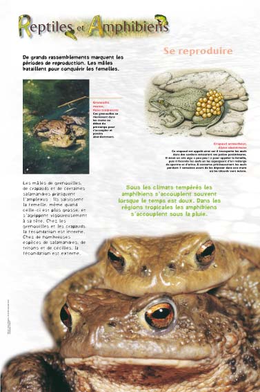 Amphibiens - Se reproduire