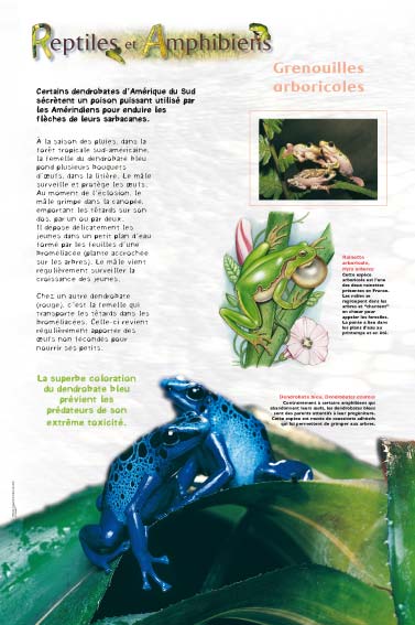 Amphibiens - Grenouilles arboricoles