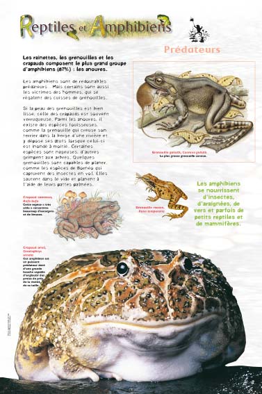 Amphibiens prédateurs