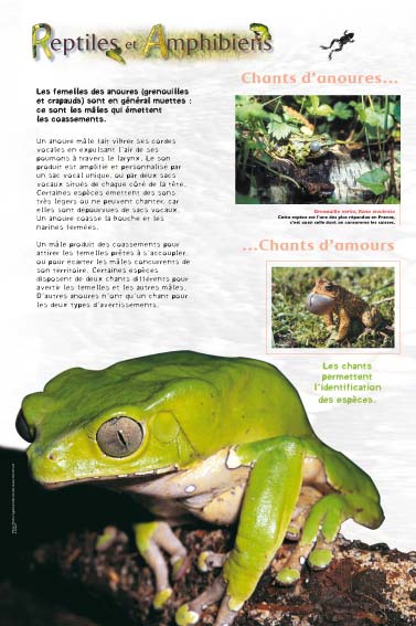 Amphibiens - Chants d'anoures