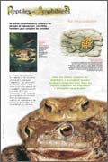 Amphibiens - Se reproduire