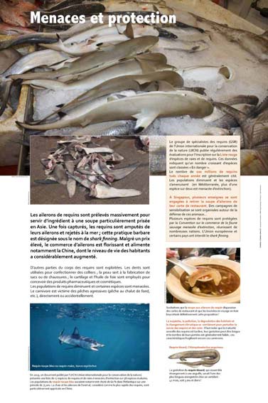 Exposition Requins Menaces et protection