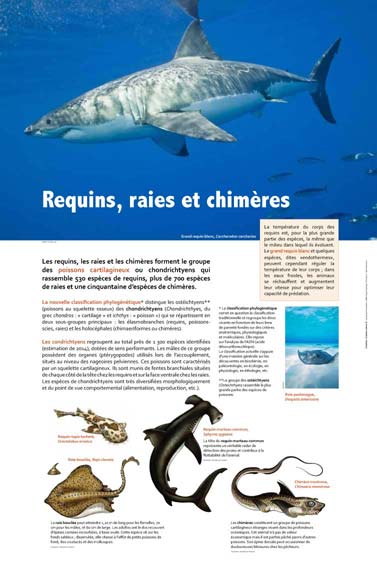 Exposition Requins, raies et chimères