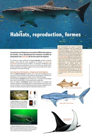 Exposition Requins Habitats, reproduction, formes