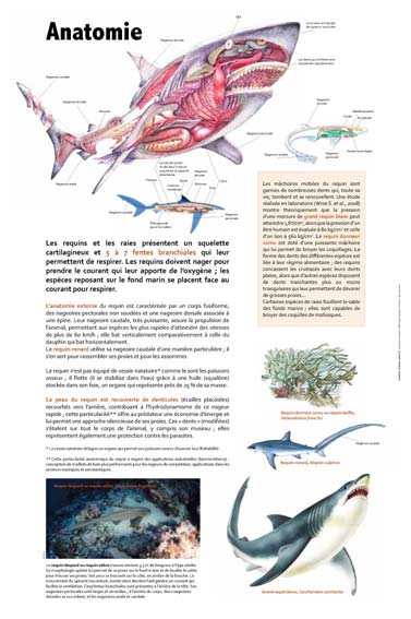 Exposition Requins Anatomie