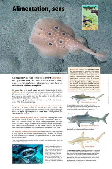 Exposition Alimentation Requins,  sens