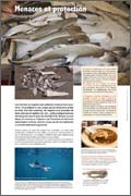 Exposition Requins Menaces et protection