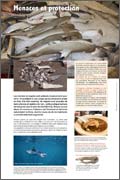 Exposition Requins Menaces et protection