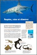 Exposition Requins, raies et chimères