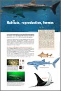 Exposition Requins Habitats, reproduction, formes