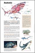 Exposition Requins Anatomie