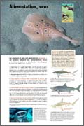 Exposition Alimentation Requins, sens